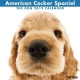 THE DOG アメリカン・コッカー・スパニエル　2012カレンダー