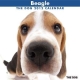 THE DOG ビーグル　2012カレンダー