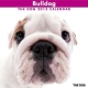 THE DOG ブルドッグ　2012カレンダー