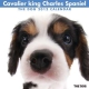 THE DOG キャバリア・キング・チャールズ・スパニエル　2012カレンダー