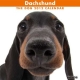 THE DOG ダックスフンド　2012カレンダー