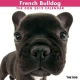 THE DOG フレンチ・ブルドッグ　2012カレンダー