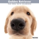THE DOG ゴールデン・レトリーバー　2012カレンダー