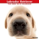 THE DOG ラブラドール・レトリーバー　2012カレンダー