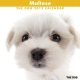 THE DOG マルチーズ　2012カレンダー