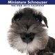 THE DOG ミニチュア・シュナウザー　2012カレンダー
