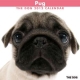 THE DOG パグ　2012カレンダー