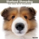 THE DOG シェットランド・シープドッグ　2012カレンダー