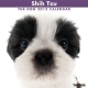 THE DOG シー・ズー　2012カレンダー