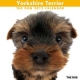 THE DOG ヨークシャー・テリア　2012カレンダー