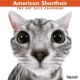 THE CAT アメリカン・ショートヘア　2012カレンダー