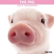 THE PIG　2012カレンダー