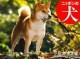 ニッポンの犬カレンダー　2016