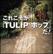 これこそが「ＴＵＬＩＰ　ポップ」だ！　Ｔｈｅ　Ｃｏｍｐｌｅｔｅ　Ｓｉｎｇｌｅ　Ｂｏｘ