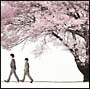 桜　Spring　Package(DVD付)
