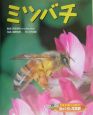虫のくらし写真館　ミツバチ(11)