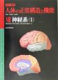 カラー図解・人体の正常構造と機能　神経系(8)