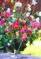 Clematis　gallery