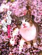 さくらねこ　猫と桜の物語