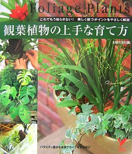 観葉植物の上手な育て方