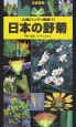日本の野菊