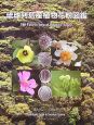 琉球列島産植物花粉図鑑