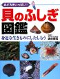 貝のふしぎ図鑑