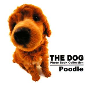 Ｐｏｏｄｌｅ