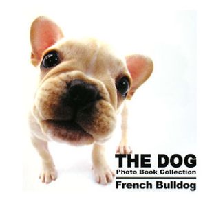 Ｆｒｅｎｃｈ　Ｂｕｌｌｄｏｇ