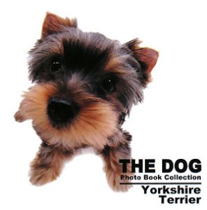 Ｙｏｒｋｓｈｉｒｅ　Ｔｅｒｒｉｅｒ