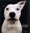 SHELTER　dogs