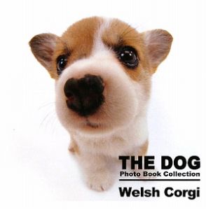 Ｗｅｌｓｈ　Ｃｏｒｇｉ