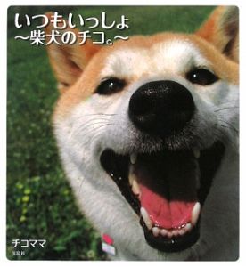 いつもいっしょ～柴犬のチコ。～