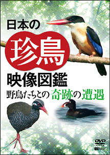 日本の珍鳥　映像図鑑　野鳥たちとの奇跡の遭遇