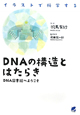 DNAの構造とはたらき