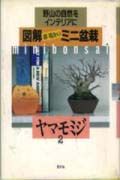 図解群境介のミニ盆栽　ヤマモミジ