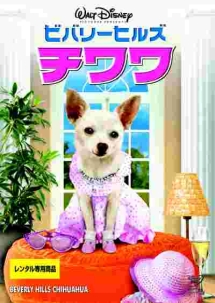 ビバリーヒルズ・チワワ