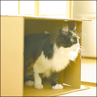 ダンボールに囲まれて