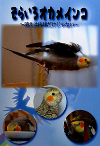 そらいろオカメインコ