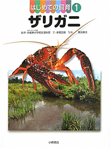 ザリガニ　はじめての飼育１