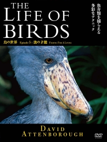 ＴＨＥ　ＬＩＦＥ　ＯＦ　ＢＩＲＤＳ　鳥の世界　漁の才能