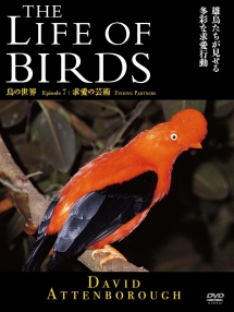 ＴＨＥ　ＬＩＦＥ　ＯＦ　ＢＩＲＤＳ　鳥の世界　求愛の芸術