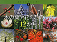 木の葉や花をたのしむ12か月　生きものカレンダー　2012