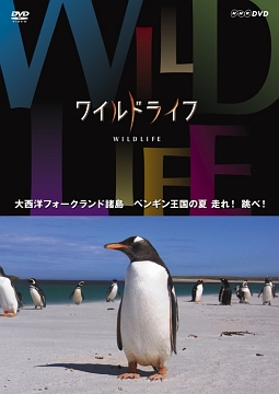 ワイルドライフ　大西洋　フォークランド諸島　ペンギン王国の夏　走れ！跳べ！