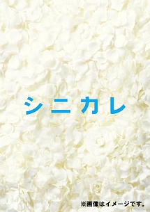 シニカレ完全版　DVD－BOX