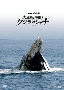 ＮＨＫスペシャル　大海原の決闘！　クジラ対シャチ