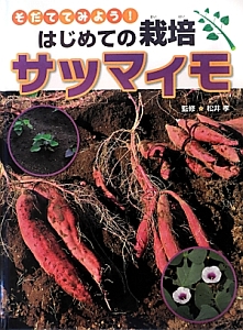 サツマイモ