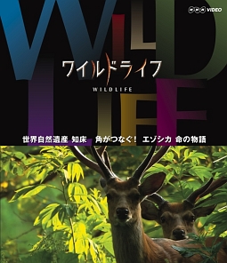 ワイルドライフ　世界自然遺産　知床　角がつなぐ！エゾシカ　命の物語