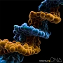 DNA(DVD付)