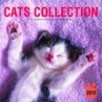 CATS　COLLECTION　2013